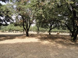 Plaine africaine