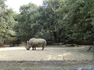 Rhinocéros blanc