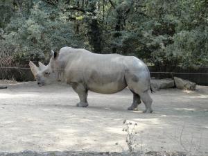 Rhinocéros blanc