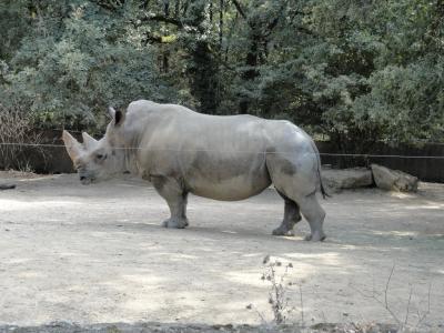 Rhinocéros blanc - 2010