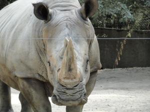 Rhinocéros blanc