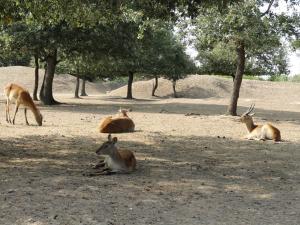 Cobe Lechwe