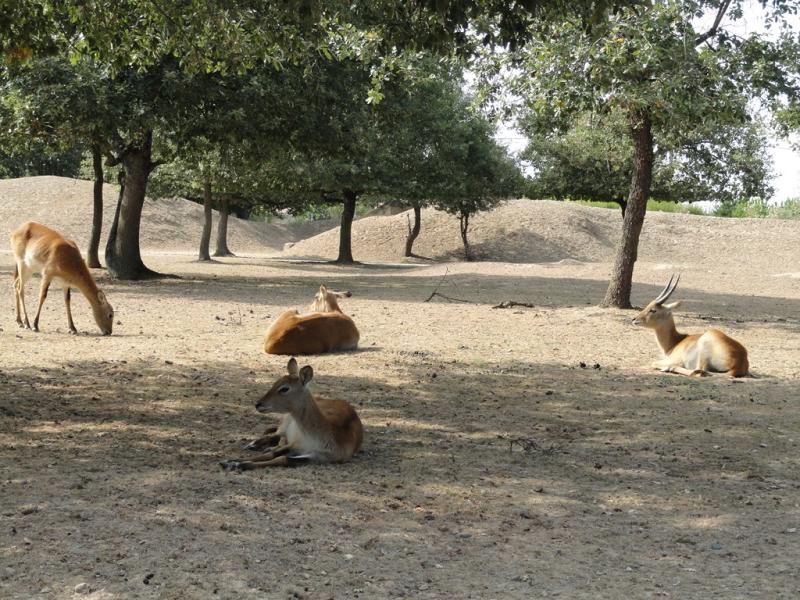 Cobe Lechwe