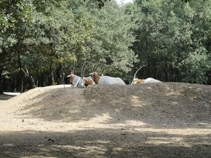 Oryx algazelle