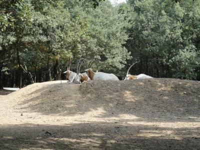 Oryx algazelle - 2010