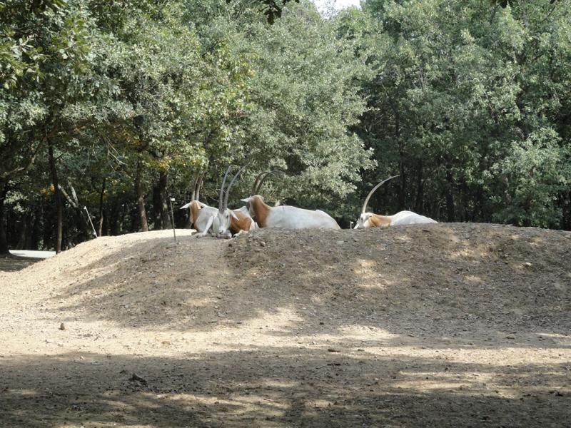 Oryx algazelle