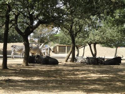 Gnou bleu - Zèbre de Grant - 2010