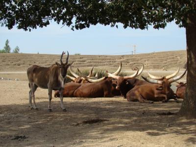 Boeuf Watussi - 2010