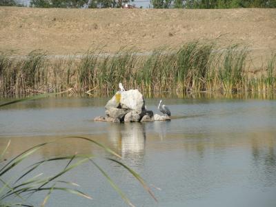 Pélican blanc - 2010