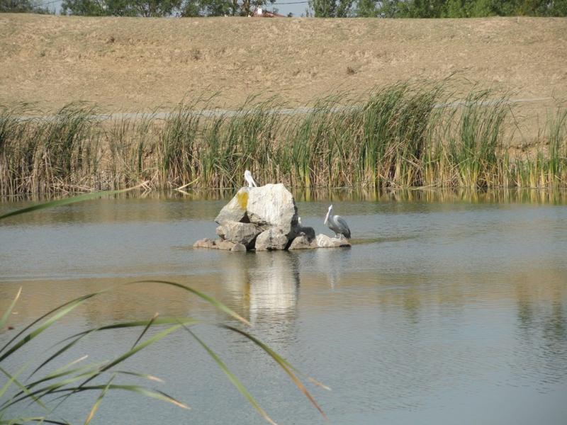 Pélican blanc