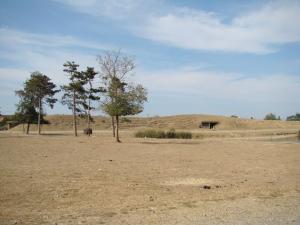Plaine africaine