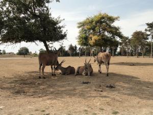 Eland du Cap
