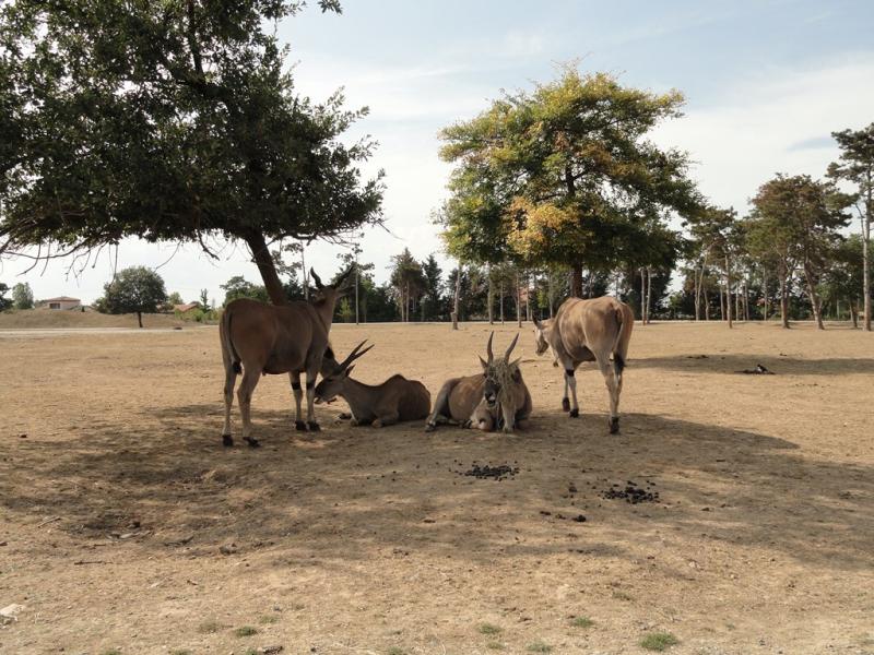 Eland du Cap