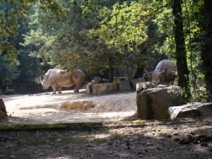 Rhinocéros blanc