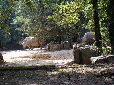 Rhinocéros blanc - 2010