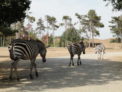 Zèbre de Grant - 2010