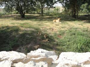 Lion