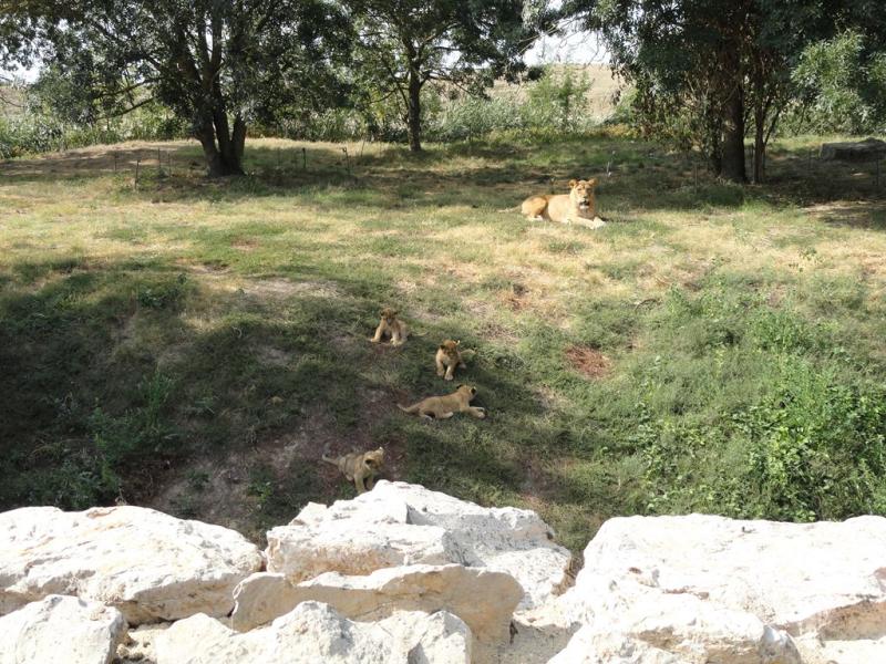 Lion