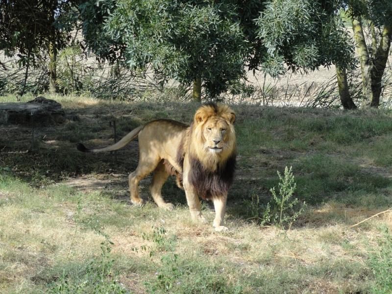 Lion
