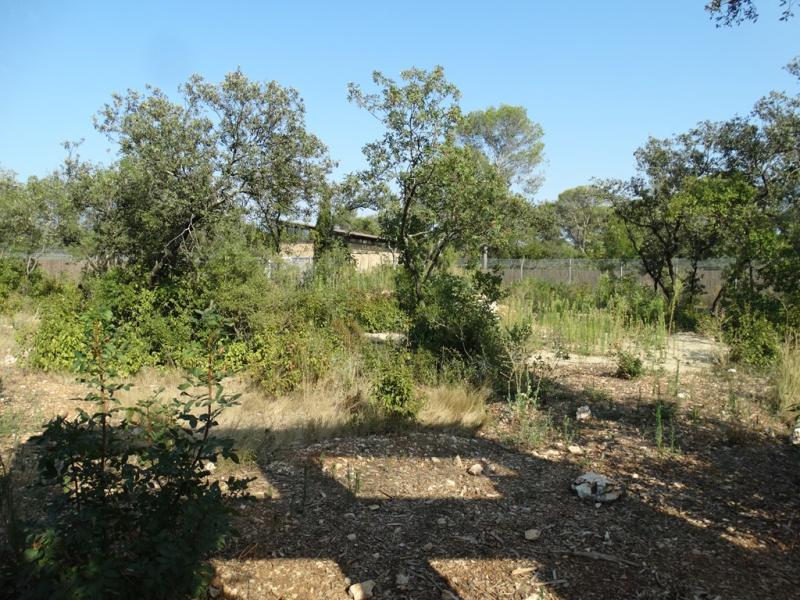 Guépard