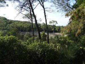 Magot - Mouflon à manchettes