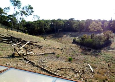 Magot - Mouflon à manchettes - 2016