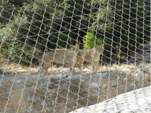 Lion d'Asie