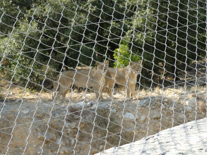 Lion d'Asie