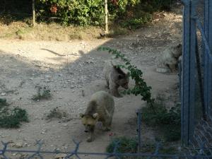 Ours brun de Syrie