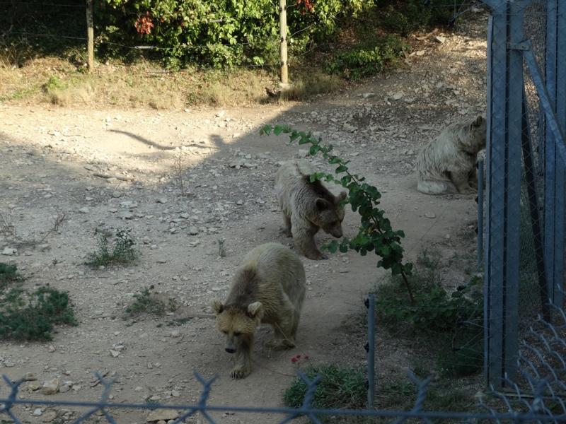 Ours brun de Syrie