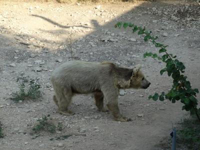 Ours brun de Syrie - 2016