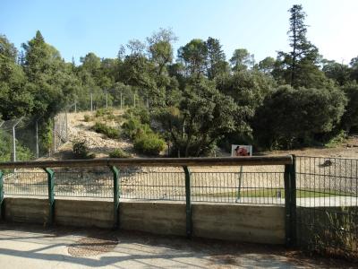 Ours brun de Syrie - 2016