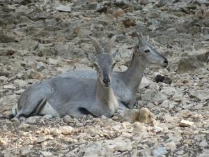 Bharal