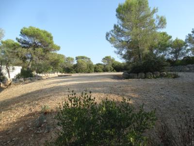 Rhinocéros blanc - 2016