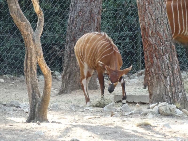Bongo