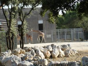 Girafe