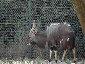 Nyala