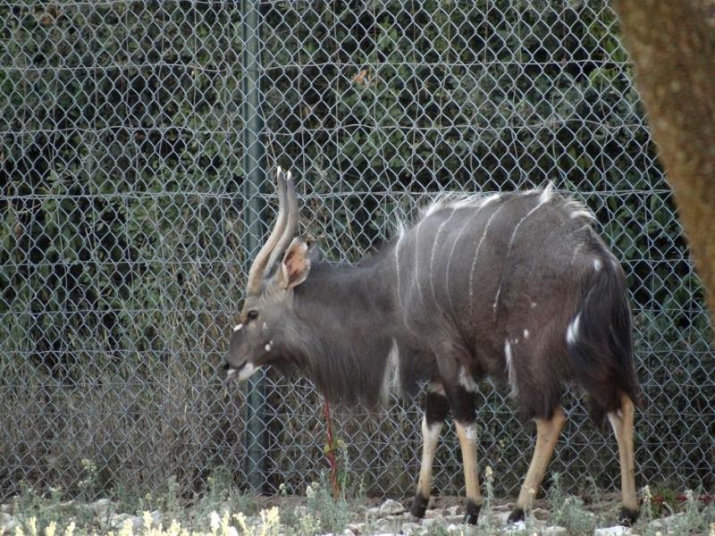 Nyala