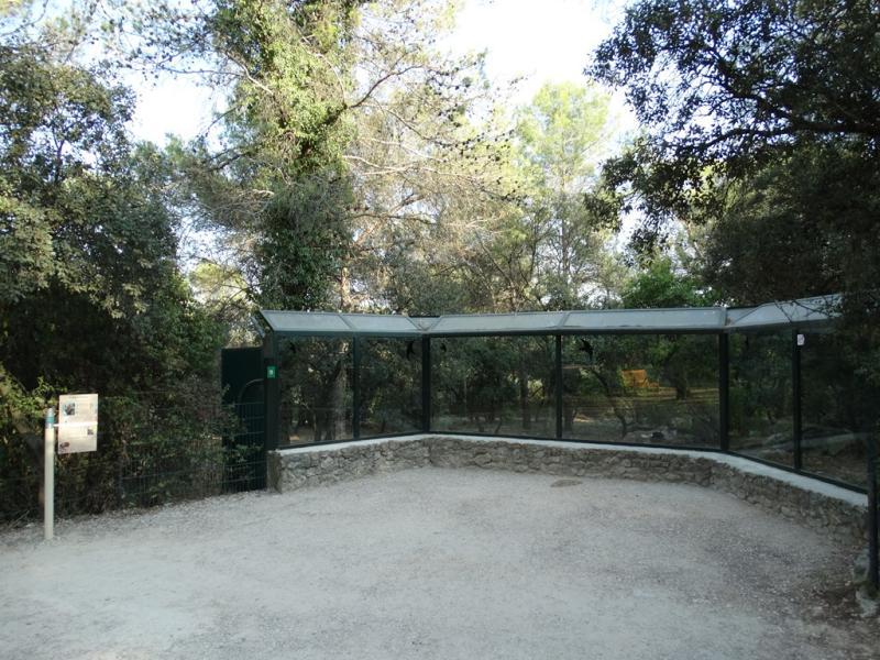 Loup à crinière