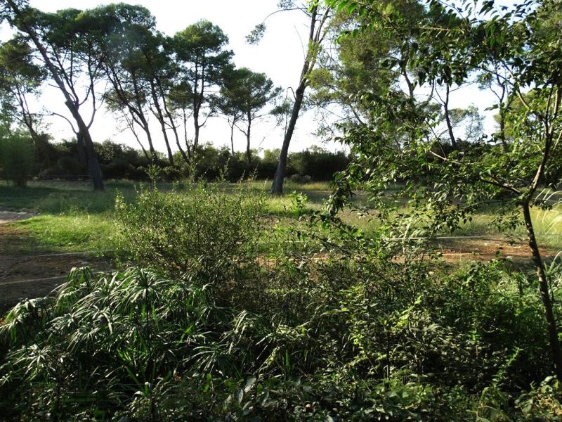 Pampa argentine