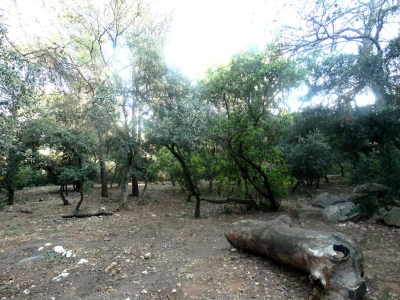 Loup à crinière