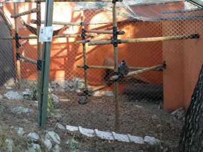 Tortue rayonnée - Maki mongoz - 2016