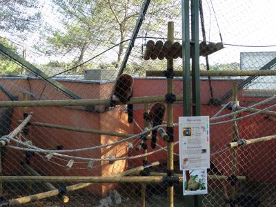 Maki vari roux - 2016