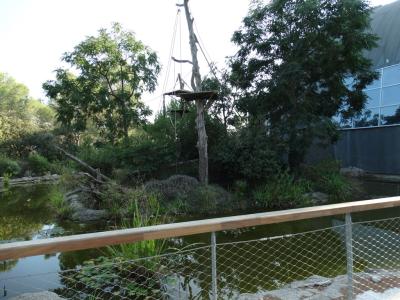 Singe hurleur noir - 2016