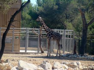 Girafe