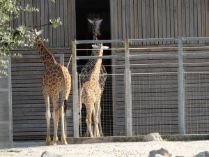Girafe