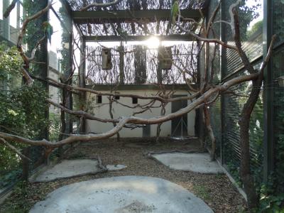 Ara de Buffon - Amazone à ailes oranges - 2016