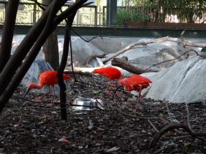 Ibis rouge - Chauna torquata