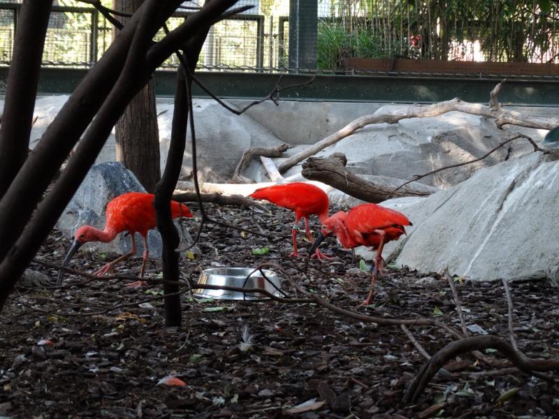 Ibis rouge - Chauna torquata