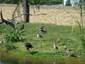Les ailes de la nature